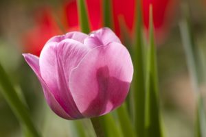 Lire la suite à propos de l’article Des tulipes contre le cancer