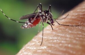 Lire la suite à propos de l’article Surveillance et lutte contre le moustique tigre : tout ce qu’il faut savoir !