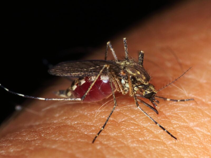 Morsures d’animaux ou piqûres d’insectes : comment bien réagir et s’en protéger ?