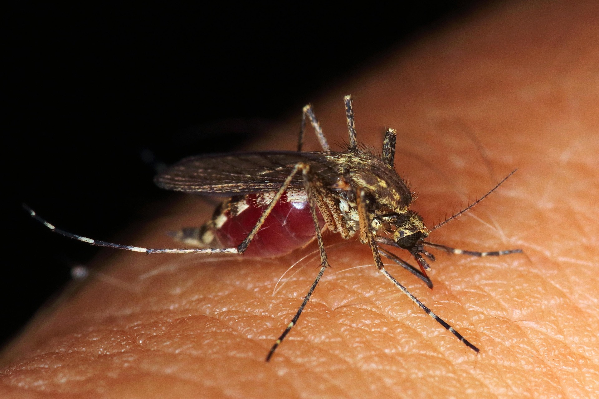 You are currently viewing Morsures d’animaux ou piqûres d’insectes : comment bien réagir et s’en protéger ?