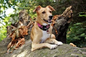 Lire la suite à propos de l’article Promenades en forêt : vous êtes obligé de tenir votre chien en laisse jusqu’au 30 juin
