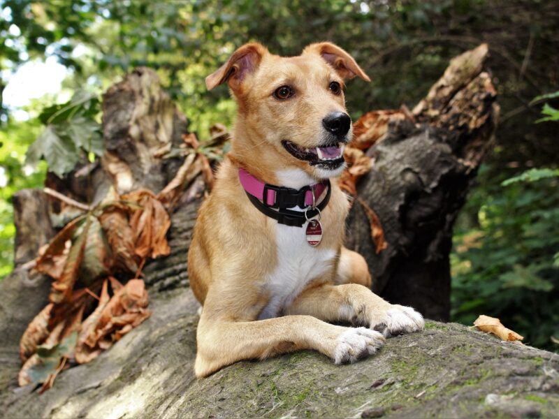 Promenades en forêt : vous êtes obligé de tenir votre chien en laisse jusqu’au 30 juin