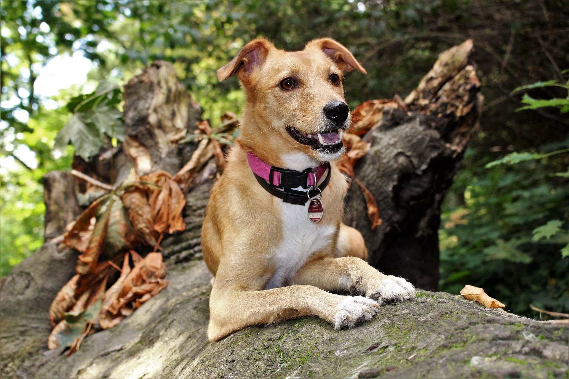You are currently viewing Promenades en forêt : vous êtes obligé de tenir votre chien en laisse jusqu’au 30 juin