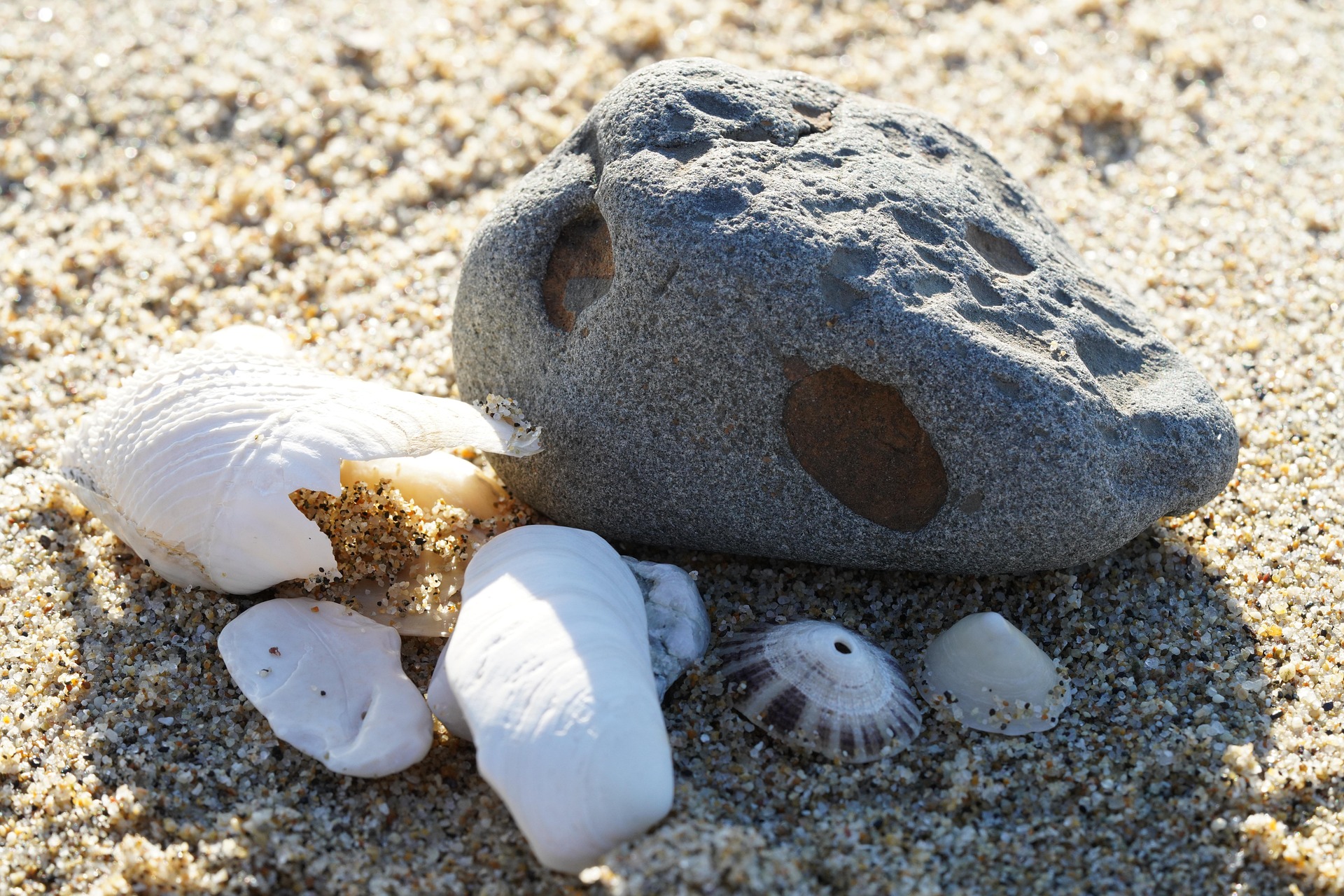 You are currently viewing 🐚🏖️ Coquillages, sable, galets, bois flotté… 🌊 On ne peut pas tout ramasser sur les plages !
